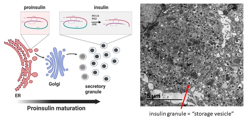 proinsulin_cleavage